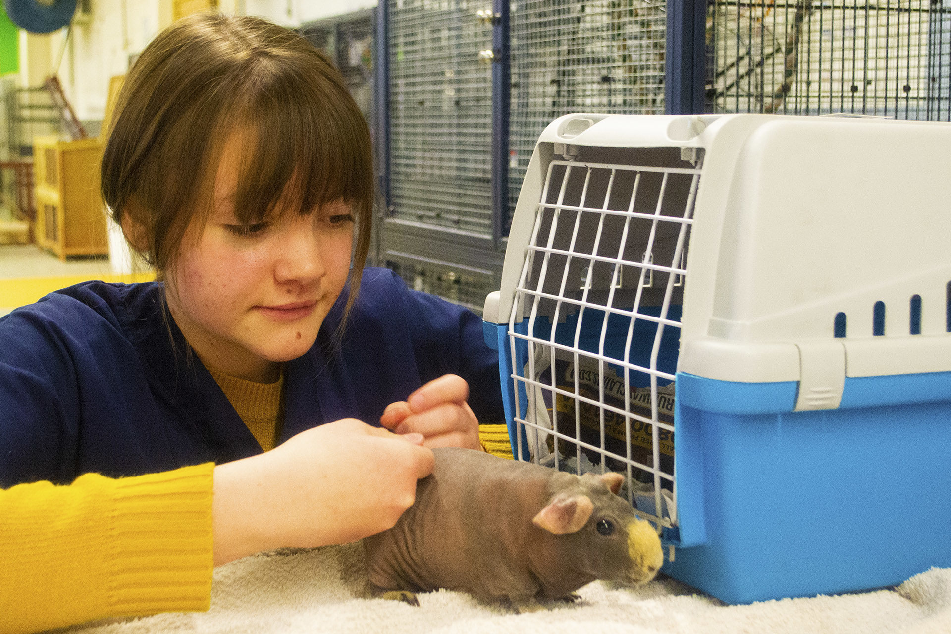 Animal Care. Student petting a small animal
