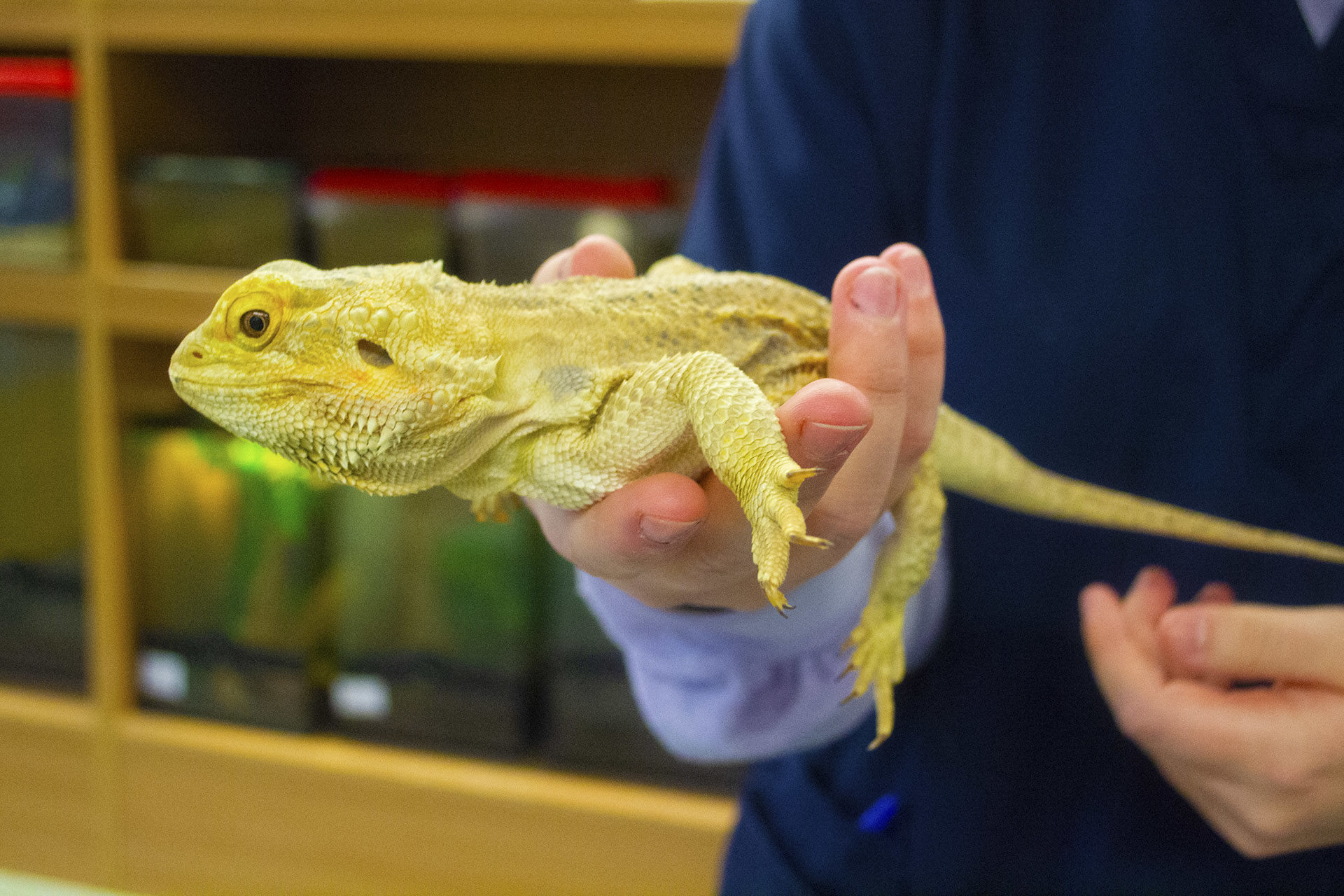 Animal Care. Student holding a lizard